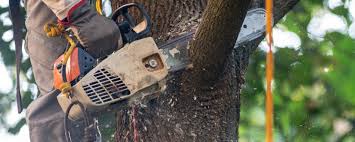 Best Tree Trimming and Pruning  in Hackleburg, AL