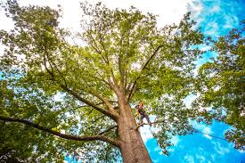 Best Firewood Processing and Delivery  in Hackleburg, AL