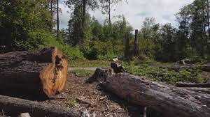  Hackleburg, AL Tree Services Pros