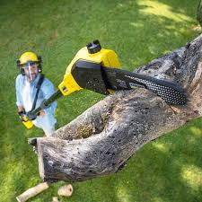 Best Lawn Maintenance Plans  in Hackleburg, AL