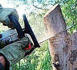 How Our Tree Care Process Works  in  Hackleburg, AL