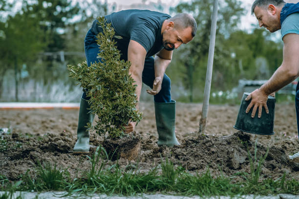 Best Tree Removal  in Hackleburg, AL