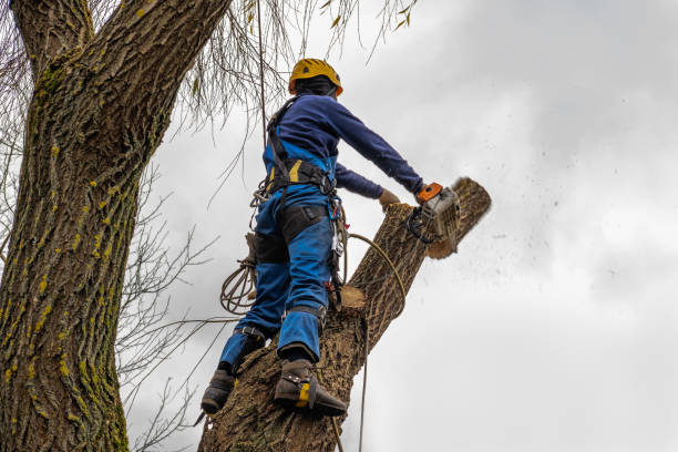 Hackleburg, AL Tree Services Company