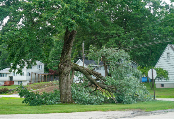Best Root Management and Removal  in Hackleburg, AL