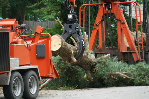 Best Arborist Consultation Services  in Hackleburg, AL