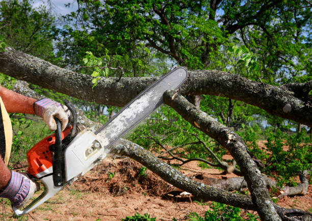 Lawn Maintenance Plans in Hackleburg, AL